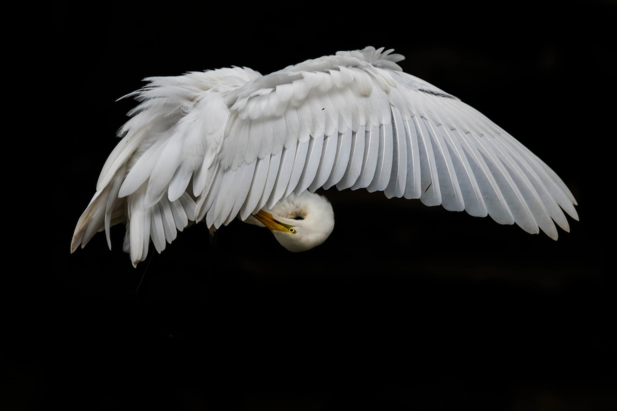 Great Egret - Amiel Hopkins