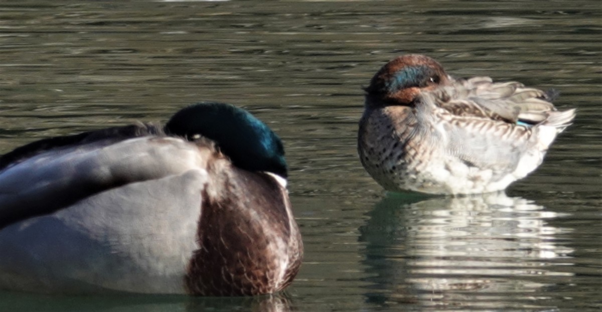 Green-winged Teal - Cynthia Ehlinger