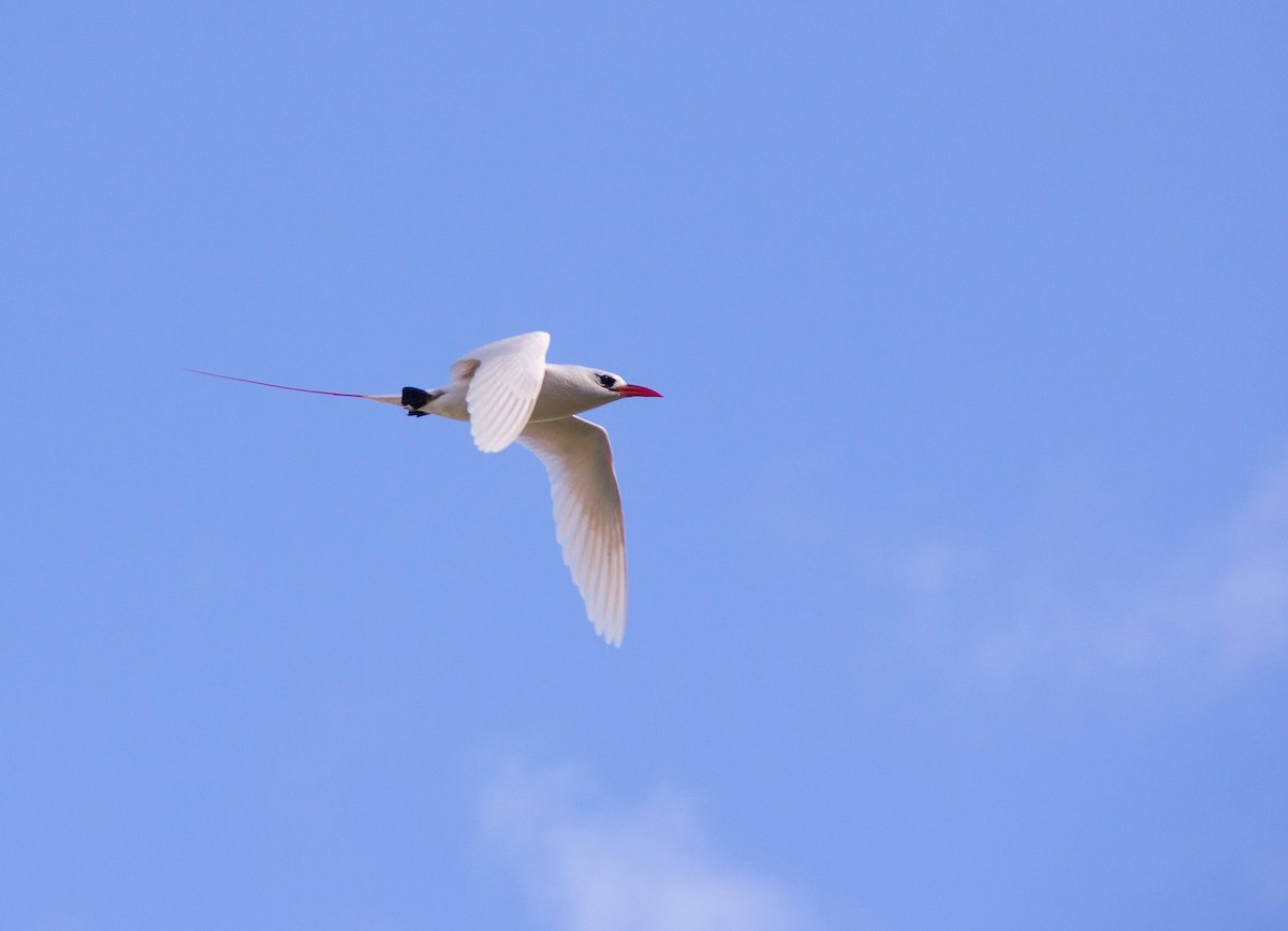 Red-tailed Tropicbird - ML202003481