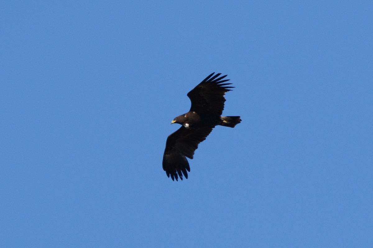 Greater Spotted Eagle - ML202004571
