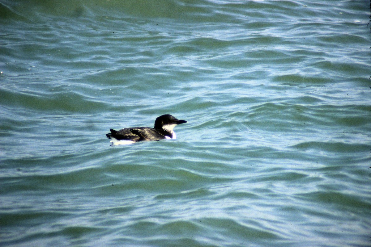 Thick-billed Murre - ML202005571
