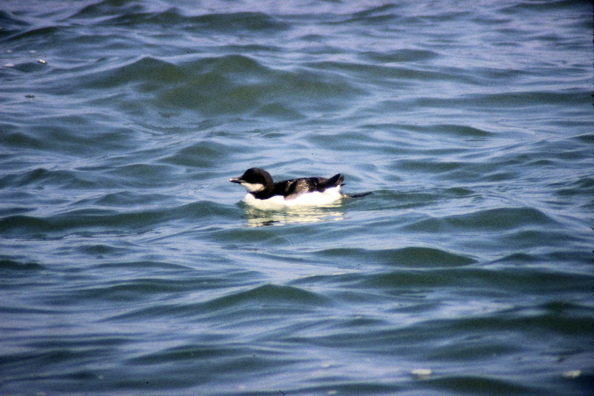 Thick-billed Murre - ML202005601