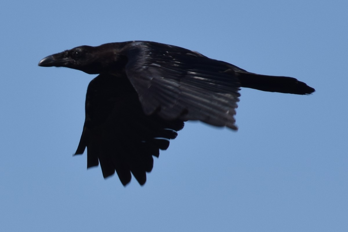 Common Raven - Réjean Rioux