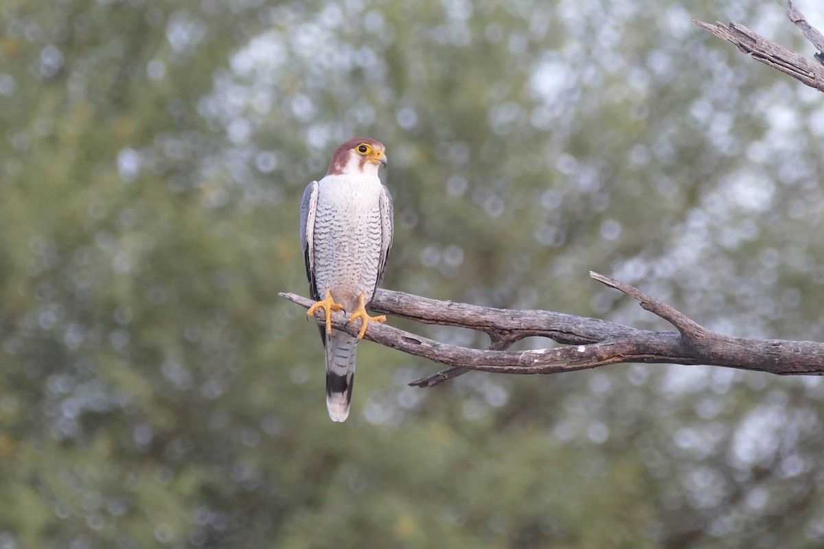 Red-necked Falcon - Noah Strycker