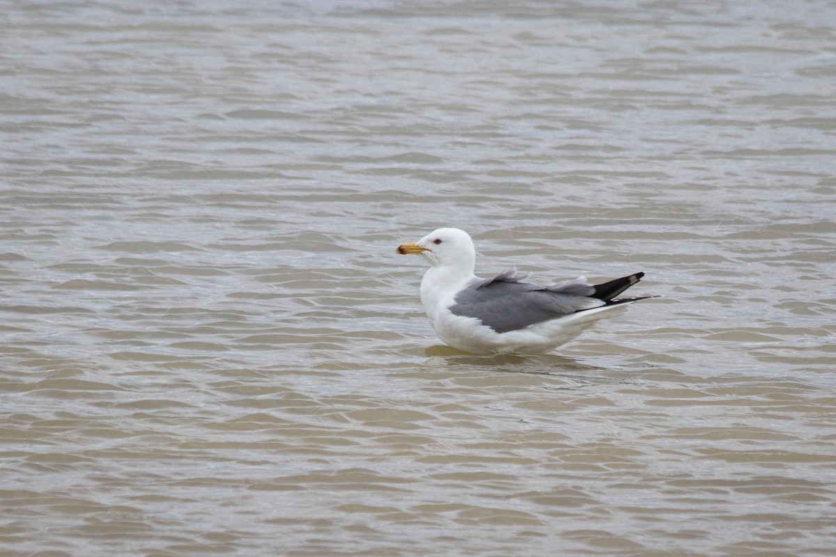 Yellow-legged Gull - ML202011001