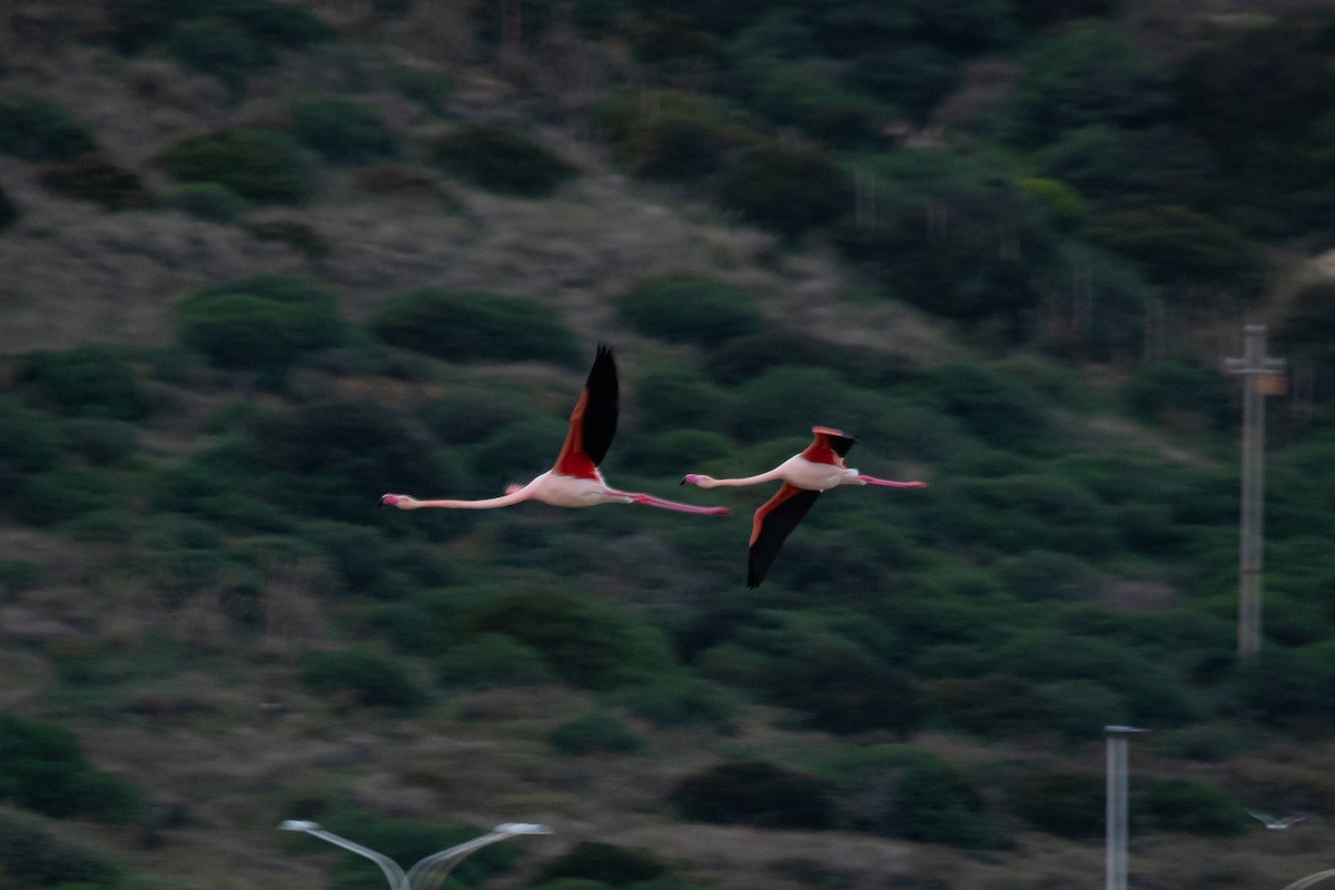 Greater Flamingo - ML202011451