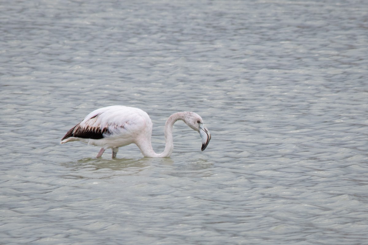 Greater Flamingo - André  Zambolli