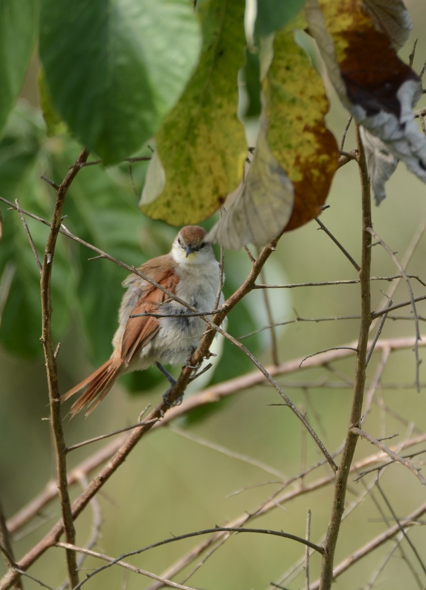 Yellow-chinned Spinetail - ML202014761