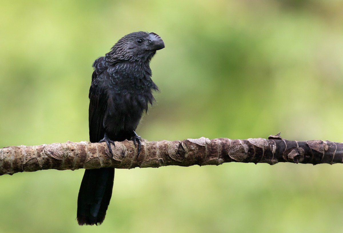 Smooth-billed Ani - Lars Petersson | My World of Bird Photography