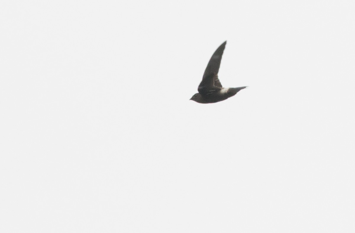 Band-rumped Swift - Lars Petersson | My World of Bird Photography