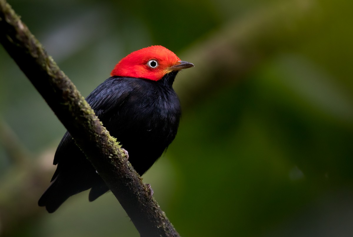 Red-capped Manakin - Lars Petersson | My World of Bird Photography