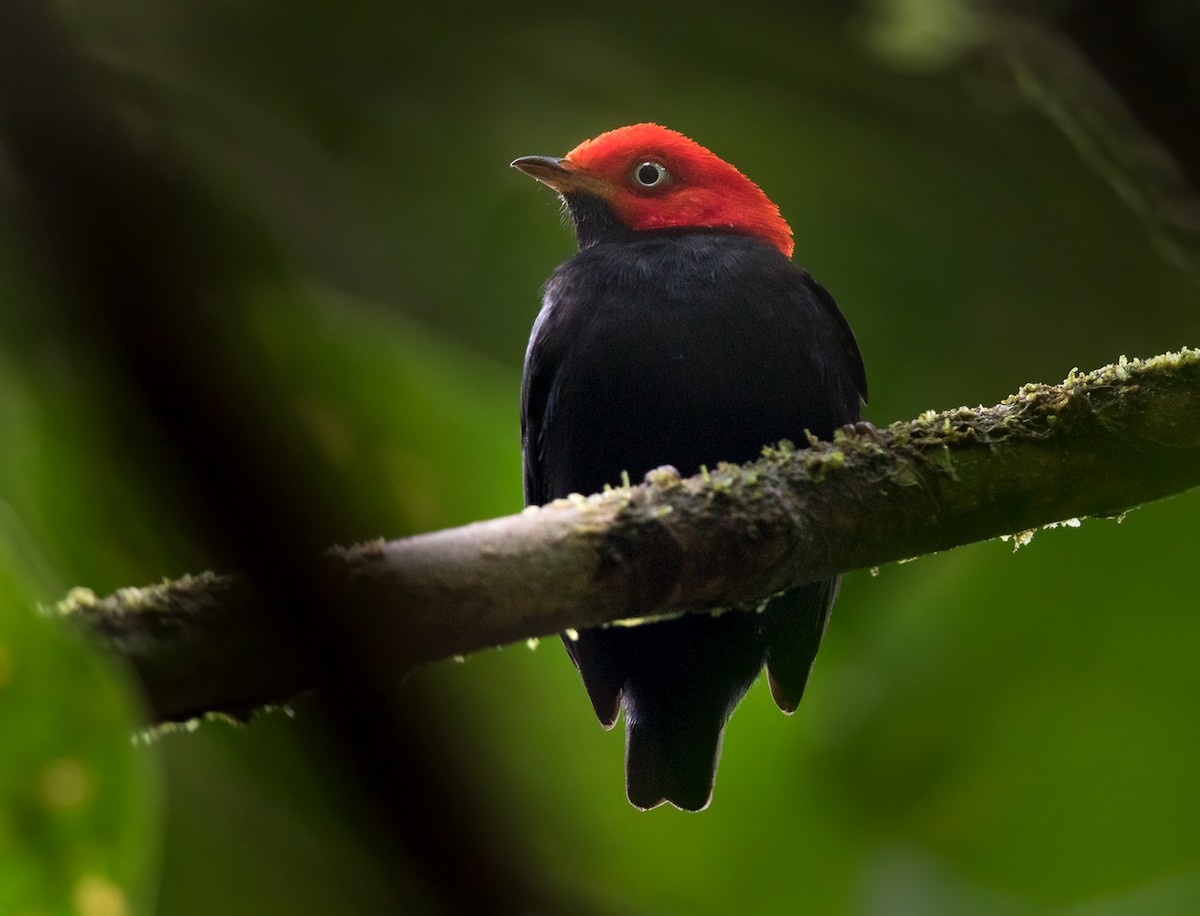 Red-capped Manakin - ML202022661