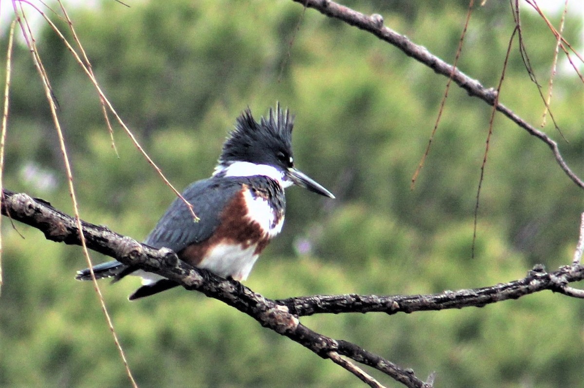 Belted Kingfisher - ML202028571