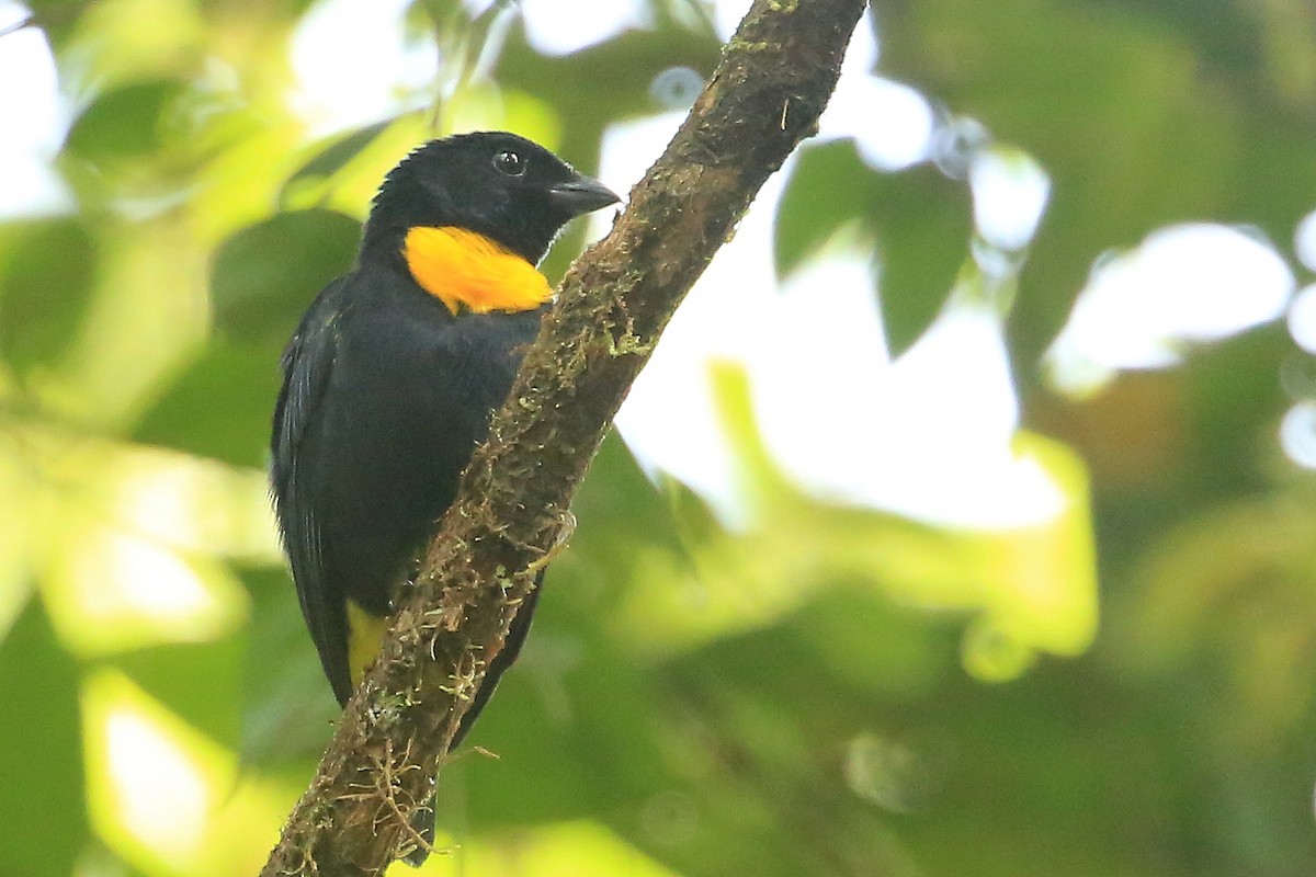 Golden-chested Tanager - ML202028731
