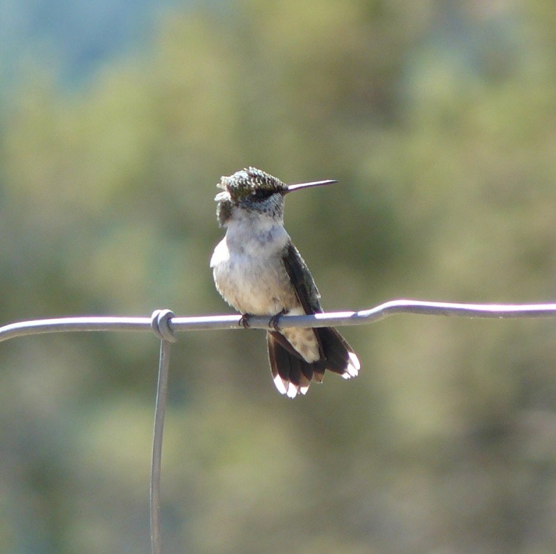 Ruby-throated Hummingbird - David Hewitt