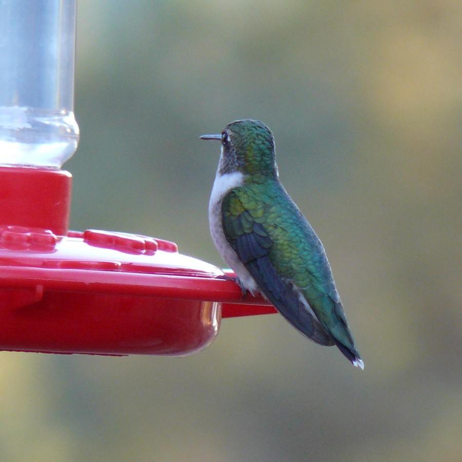 Ruby-throated Hummingbird - David Hewitt