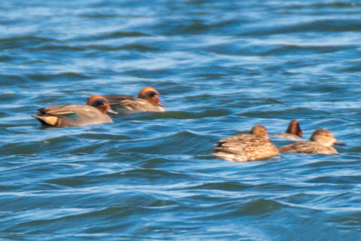 Green-winged Teal - ML202029421