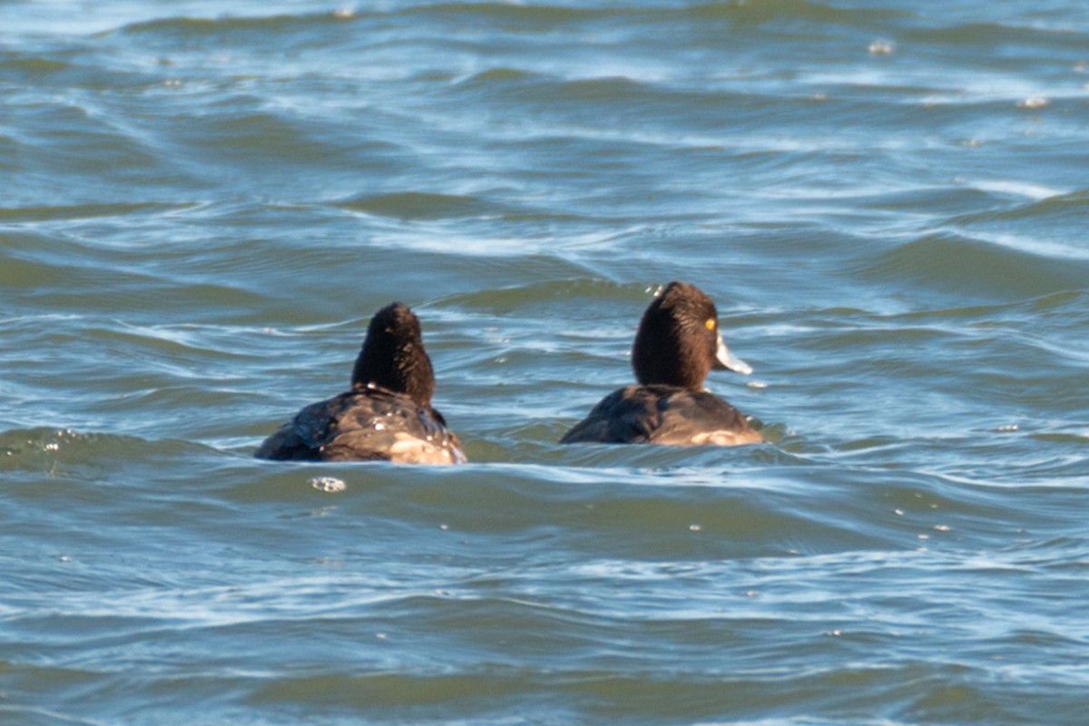 Tufted Duck - ML202029511