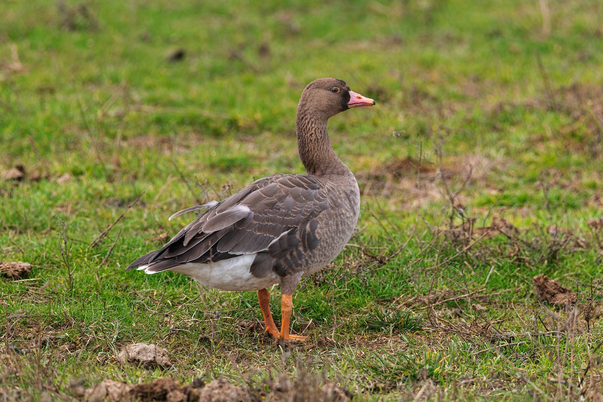 Greater White-fronted Goose - ML202031771