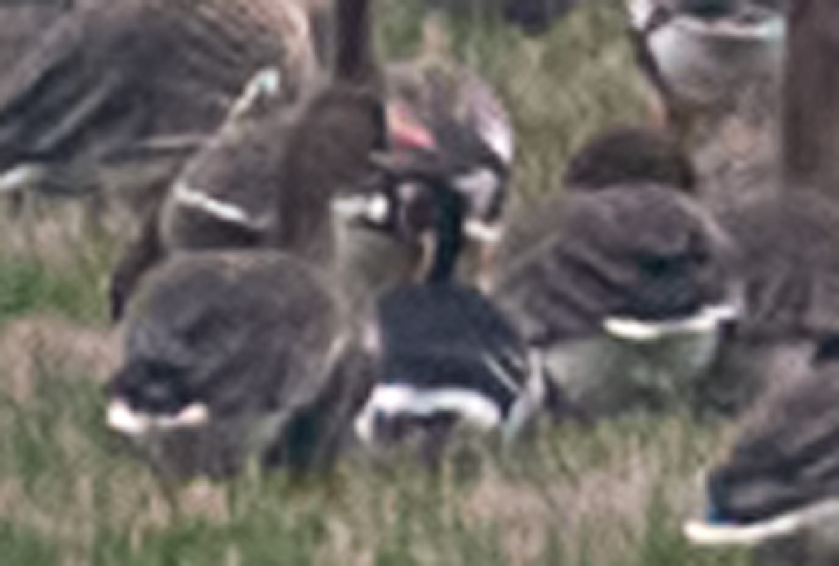 Red-breasted Goose - ML202033451