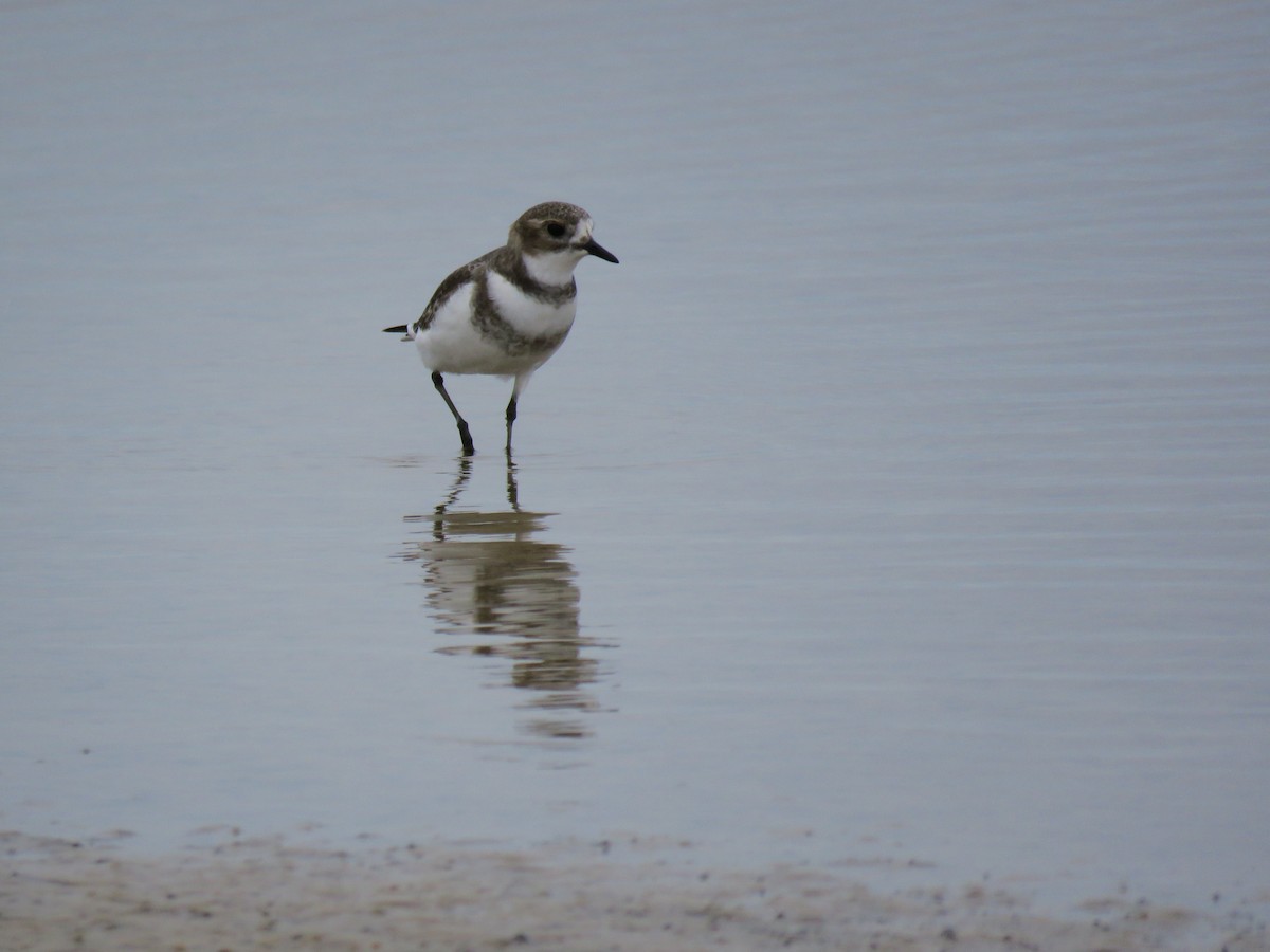 Two-banded Plover - Ines Vasconcelos