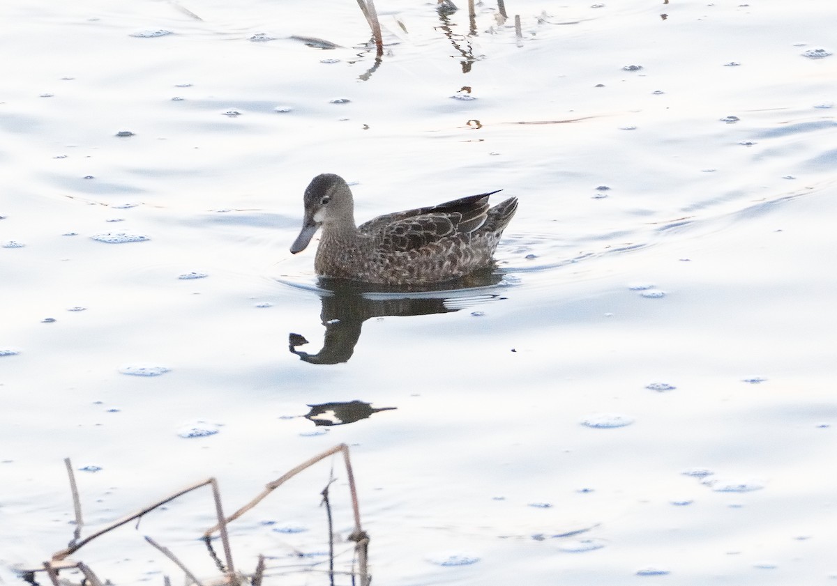 Blue-winged Teal - ML202036071