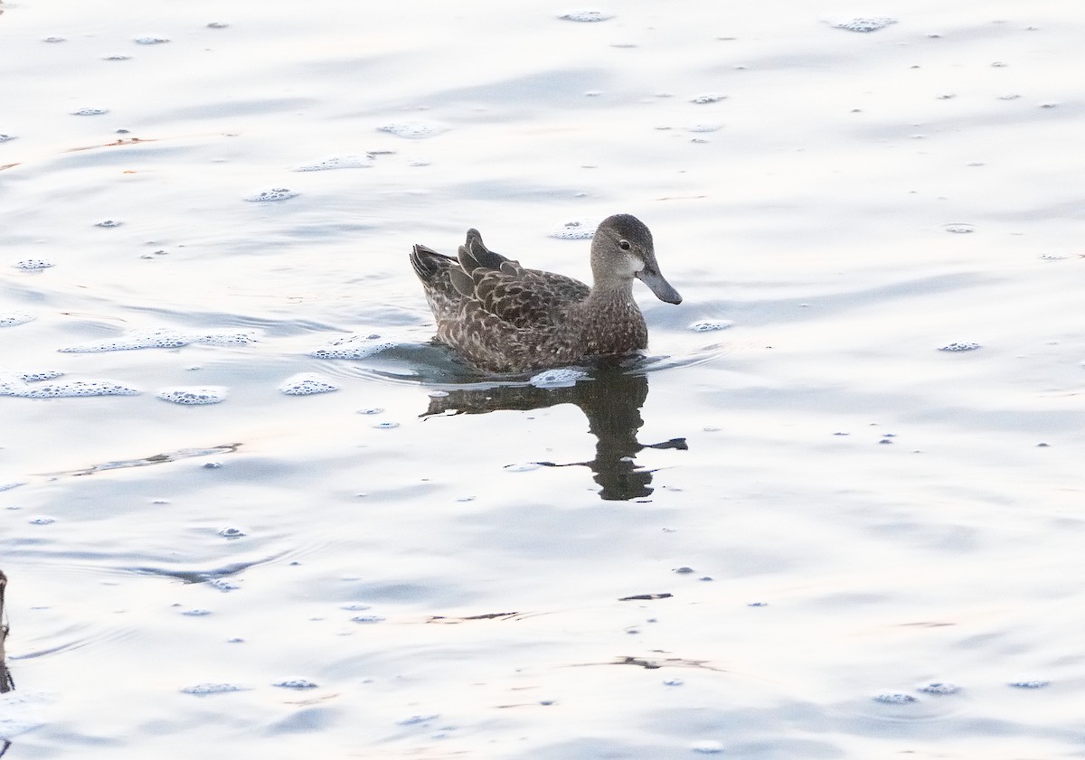 Blue-winged Teal - ML202036081