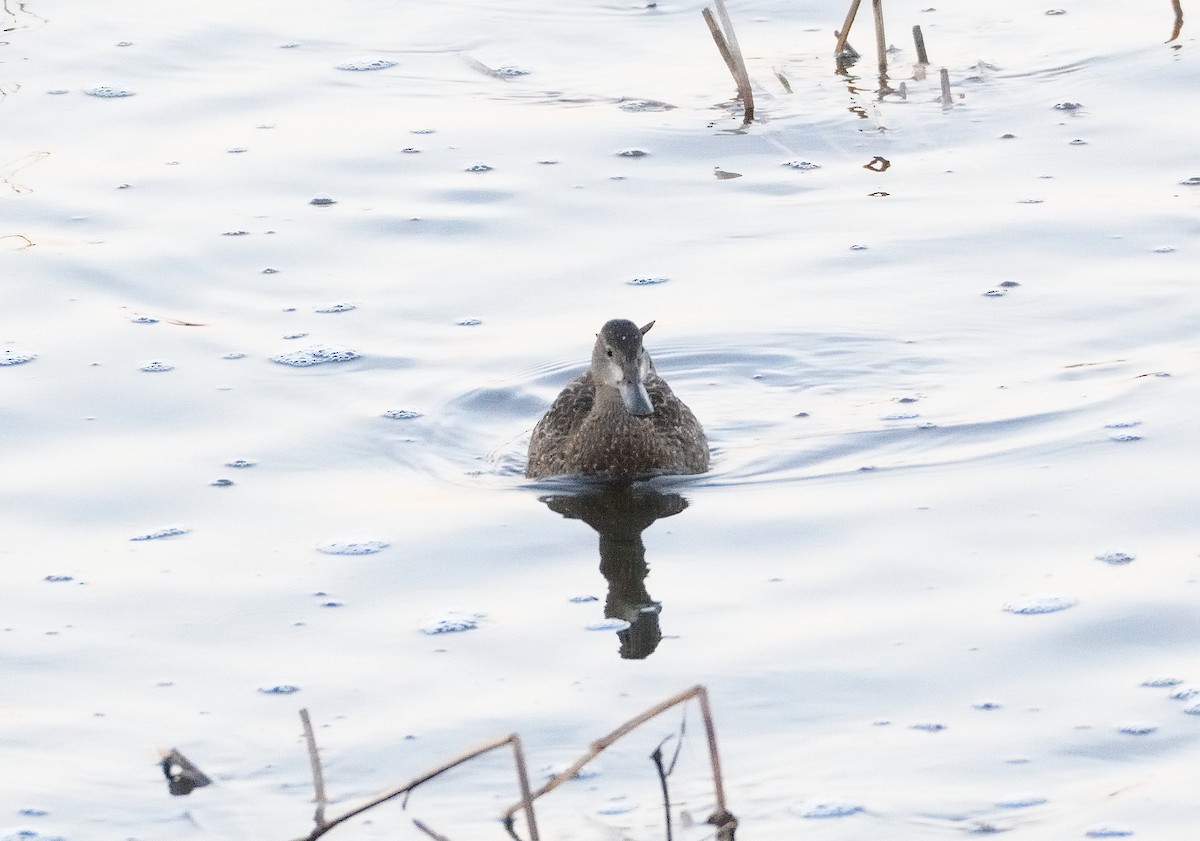 Blue-winged Teal - ML202036101