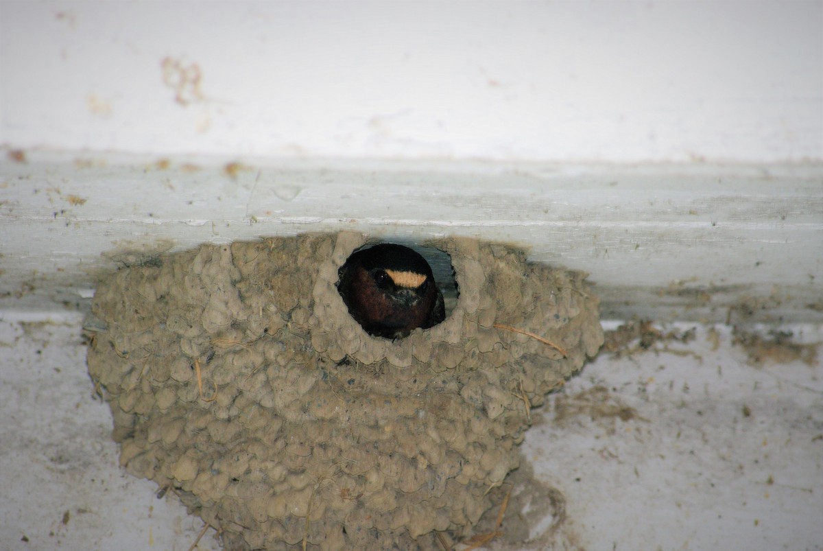 Cliff Swallow - Tia Offner