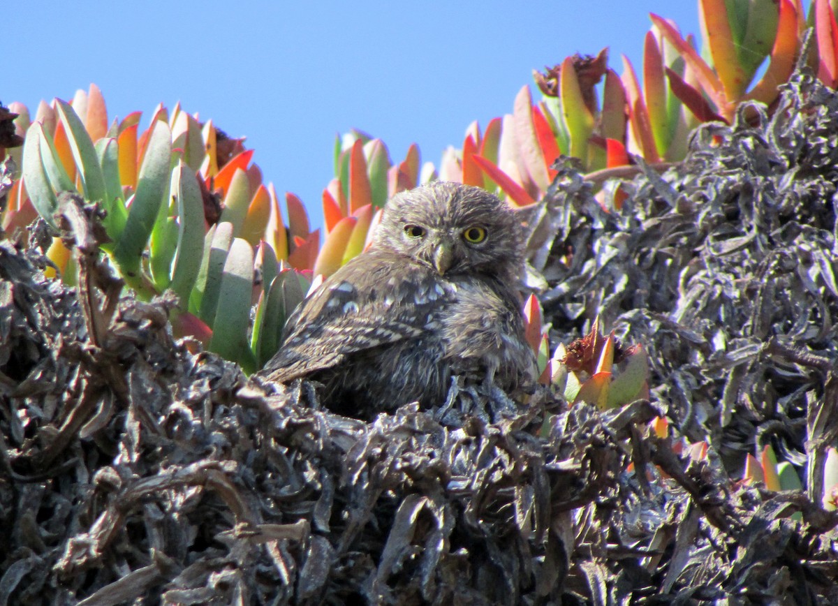 Austral Pygmy-Owl - ML202037461