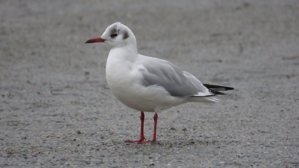 Mouette rieuse - ML202038191