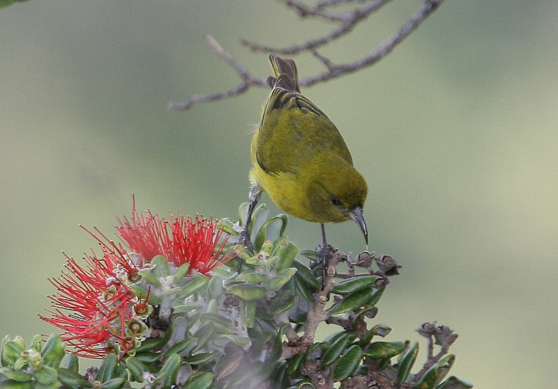 Oahu-Amakihikleidervogel - ML20204251