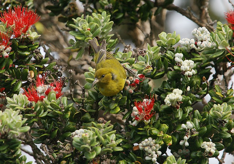 Oahu-Amakihikleidervogel - ML20204261