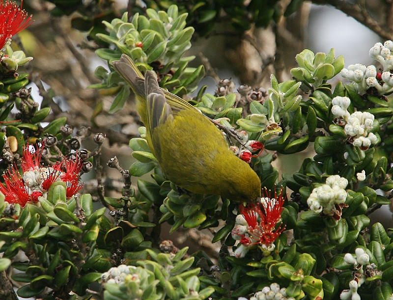Oahu-Amakihikleidervogel - ML20204271