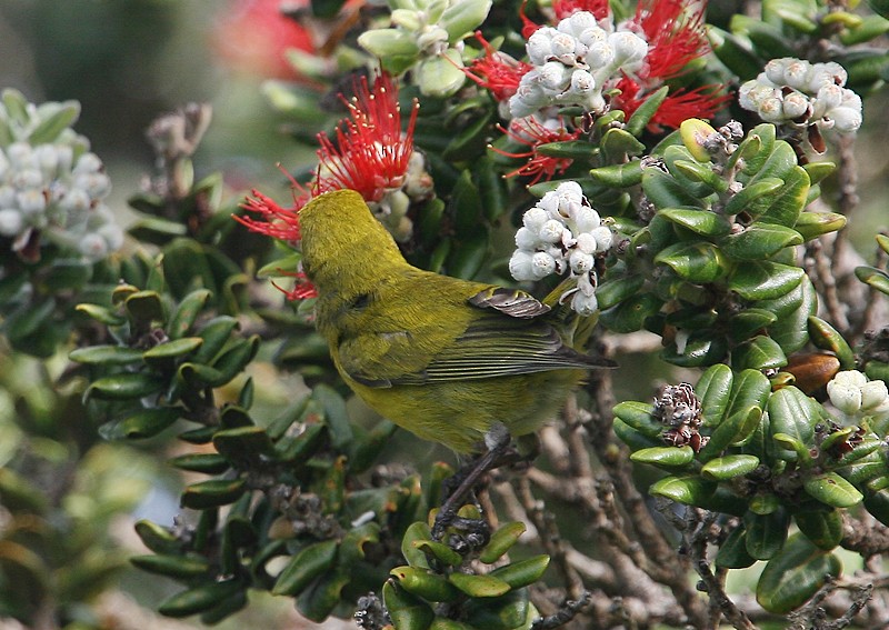 Oahu-Amakihikleidervogel - ML20204281