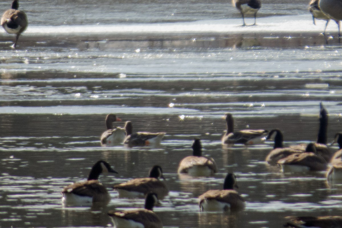 Greater White-fronted Goose - ML202044391