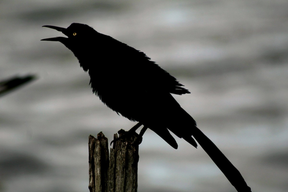 Great-tailed Grackle - ML202046371