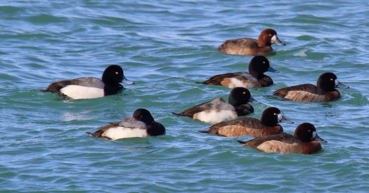 Greater Scaup - ML202052581
