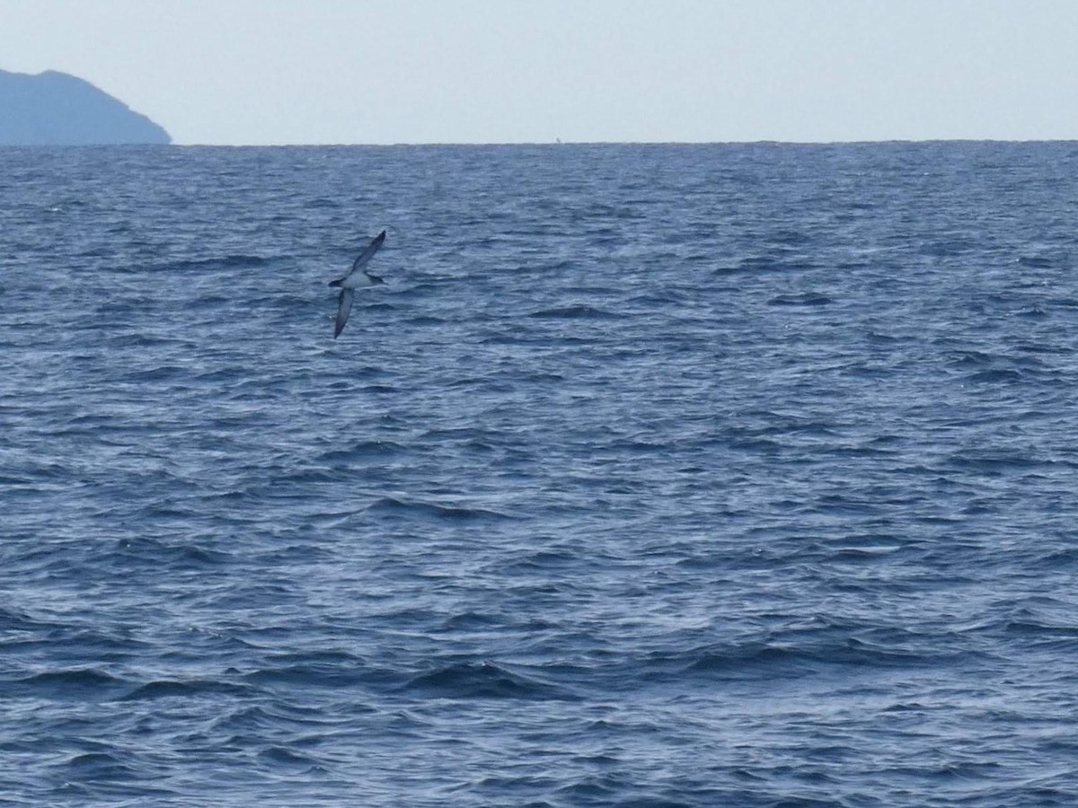 Black-vented Shearwater - Barry Mast