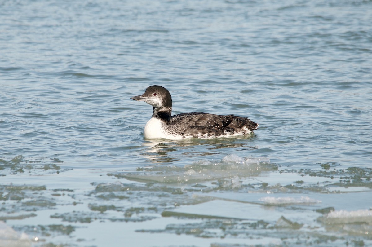Common Loon - Anthony Coughlin