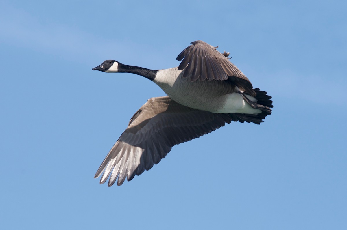 Canada Goose - Anthony Coughlin