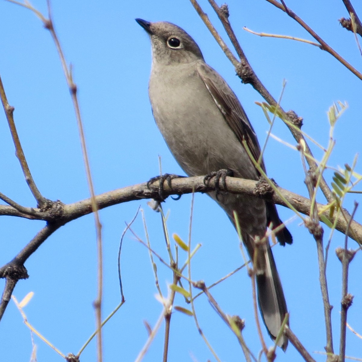 Townsend's Solitaire - ML202065311
