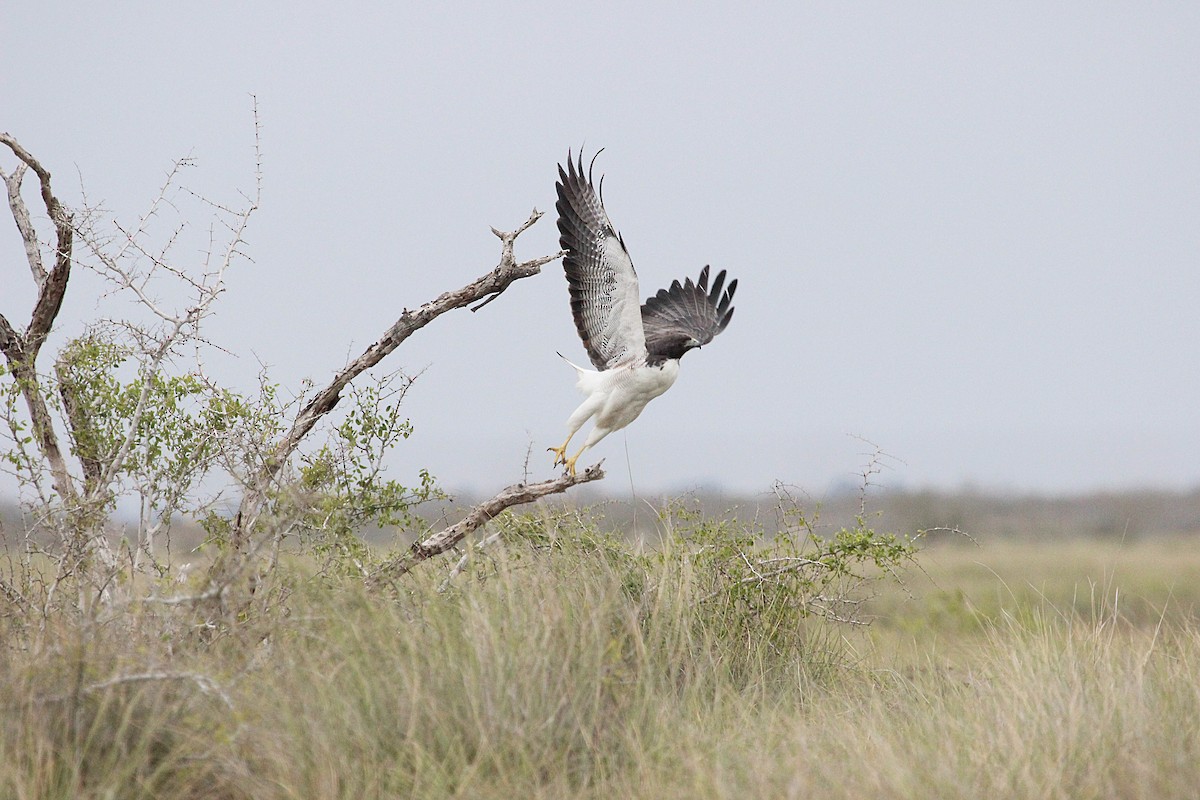 White-tailed Hawk - Allee Forsberg
