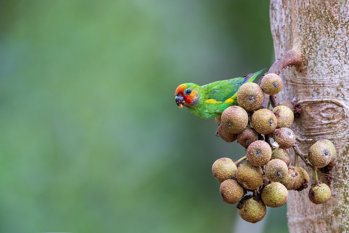 Double-eyed Fig-Parrot - Laurie Ross | Tracks Birding & Photography Tours
