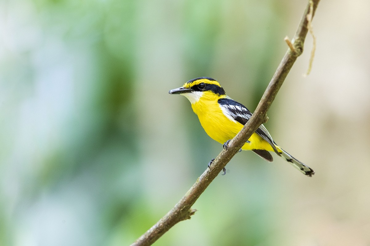 Yellow-breasted Boatbill - ML202068151