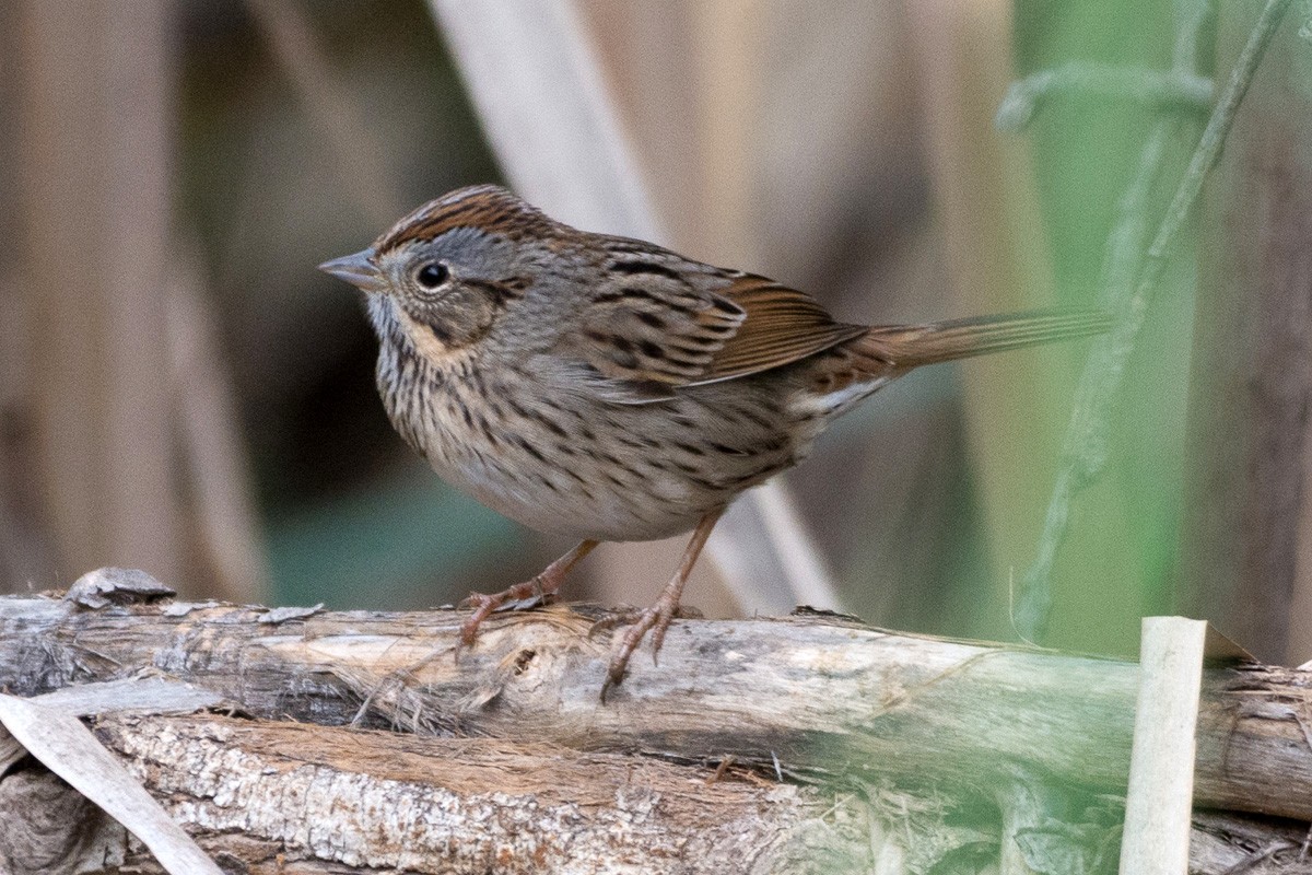 Lincoln's Sparrow - ML202068171