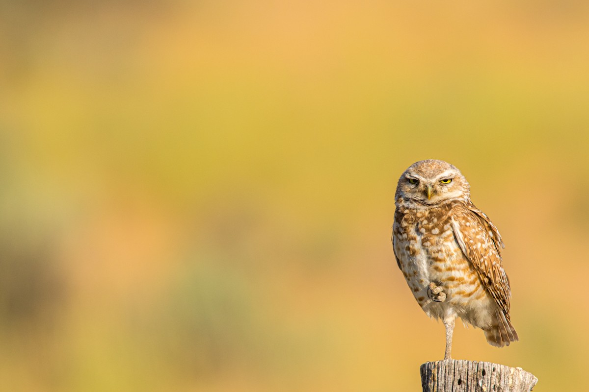 Burrowing Owl - ML202068851