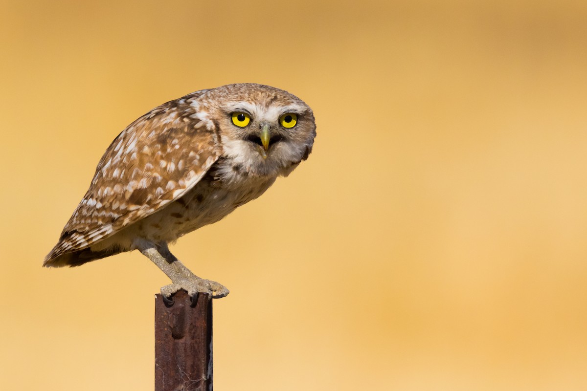 Burrowing Owl - ML202069041