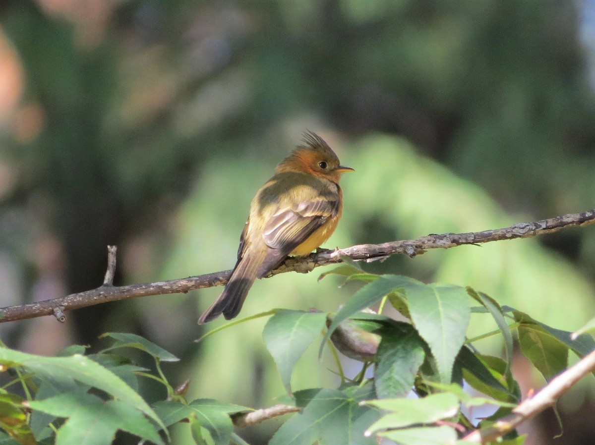 Tufted Flycatcher (Mexican) - Dallas Levey