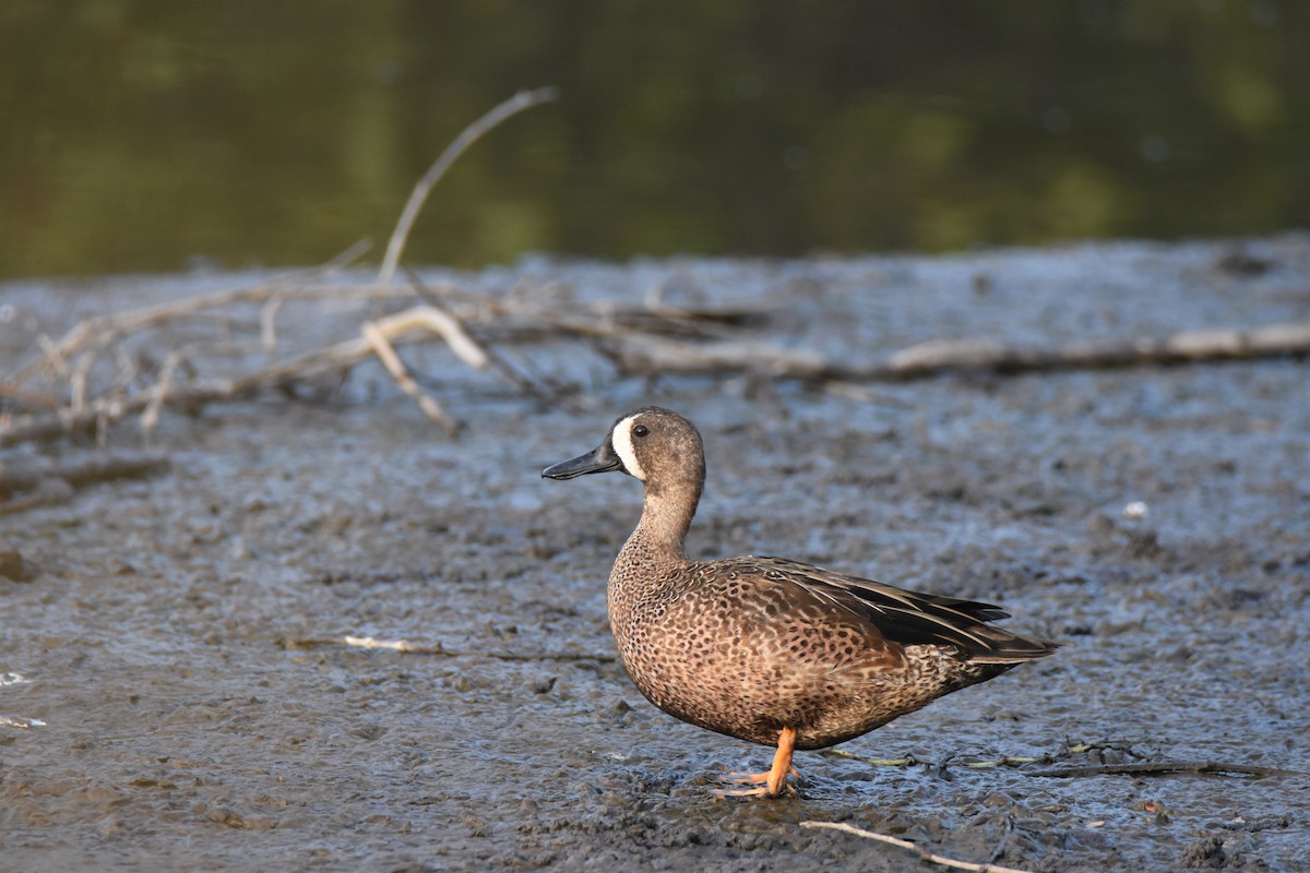 Blue-winged Teal - Oveth Fuentes